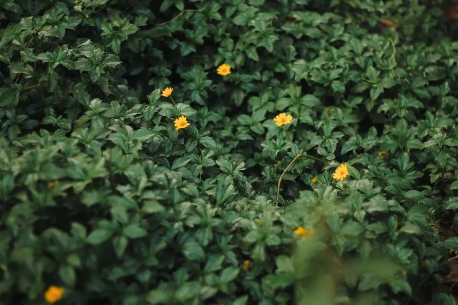Greens & Outdoors at SATTVA BELLANDUR, Bangalore