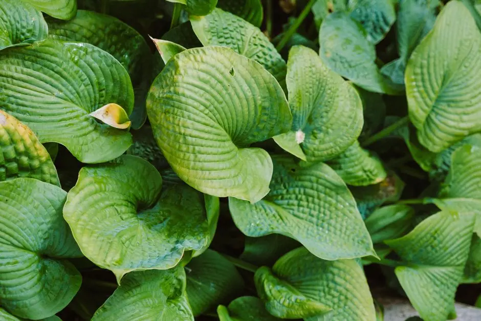Greens & Outdoors at SALARPURIA SATTVA LAKERIDGE, Neopolis, Kokapet, Hyderabad
