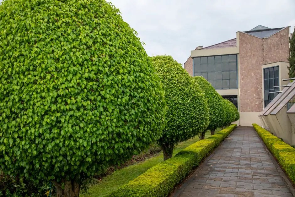 Greens & Outdoors at SALARPURIA SATTVA LUXURIA, Malleshwaram, Bangalore