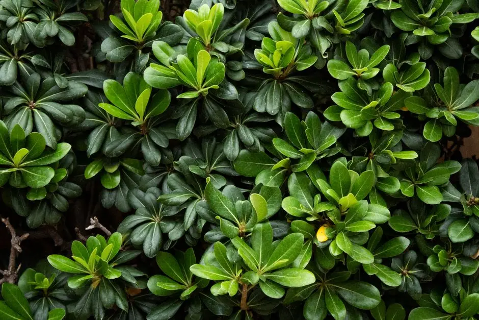 Greens & Outdoors at SATTVA PIPAL TREE, Magadi Road, Bangalore