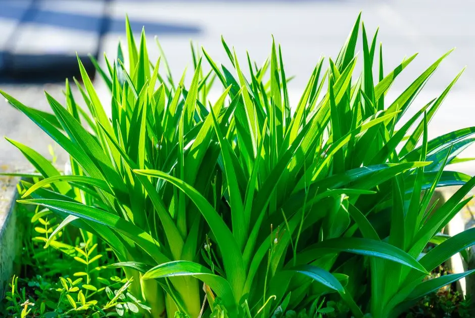 Greens & Outdoors at SATTVA SONGBIRD PHASE 2, Cheemasandra, Bangalore