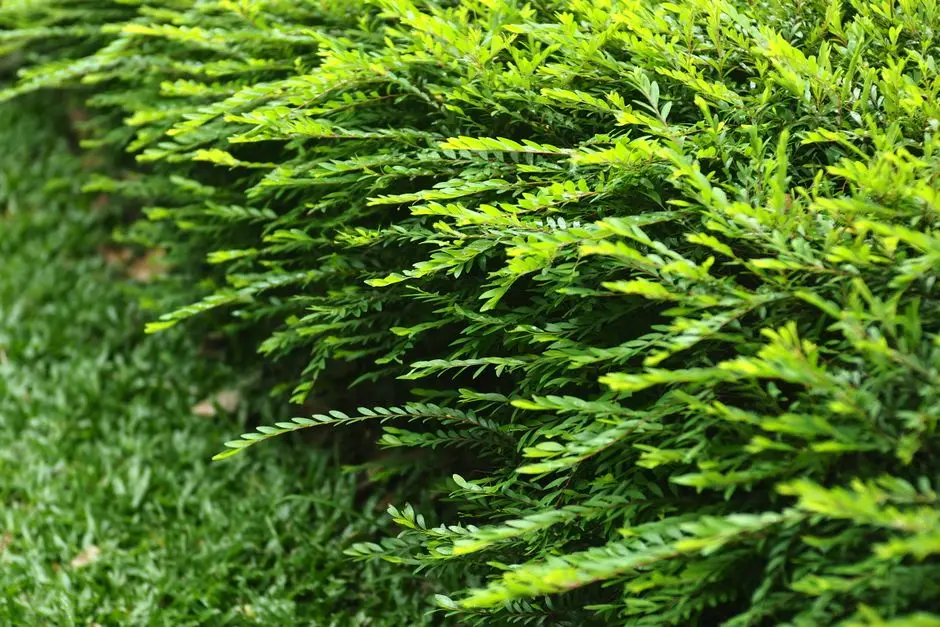 Greens & Outdoors at SATTVA AIRPORT ROAD BENGALURU, Doddajala, Bangalore
