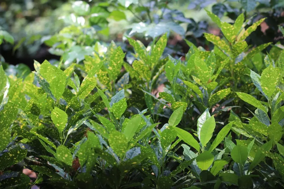 Greens & Outdoors at SATTVA PLOTS DABASPETE BENGALURU, Dabaspete (Dobbaspet), Bangalore